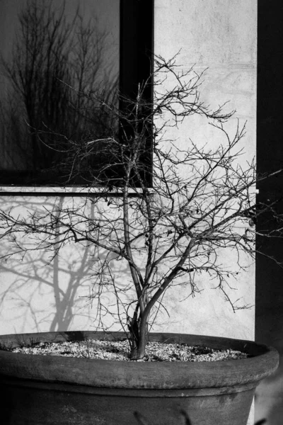 没有叶子的盆栽卷曲的小树 枝条光秃秃的生长在一个大花瓶里 盆栽在一个私人住宅附近秋天在自家的花园里种树 黑白相间的植物 — 图库照片