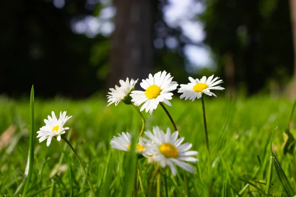 Белые Ромашки Цветут Зеленой Лужайке Свежем Виде Траве Уровне Земли — стоковое фото
