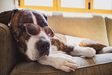 Süslü güneş gözlüklü Alman kahverengi boksör köpeği evdeki kanepede yatıyor. Köpek evcil hayvanı evde dinleniyor. Güneşli yaz gününde sevimli, zeki profesör köpecik. Yaz tatilleri eğlenceli eğlenceler