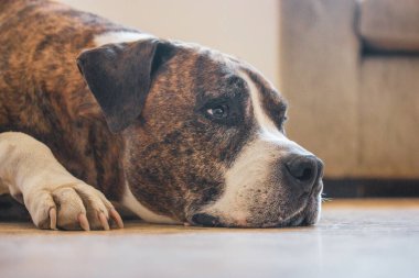 Yerde yatan Alman kahverengi beyaz boksör. Kısa saçlı, akıllı, hizmet düşkünü bir köpek cinsi. İçeride dinlenen, ağızlık suratlı, muhteşem bir köpek yavrusu. İç Güvenlik. Evcil hayvan hüzünlü bir özlemdir..