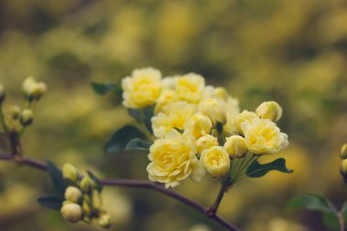 Sarı minyatür güller, botanik baharı bahçesindeki çiçek açan bir çalılıkta taze kokulu tomurcuklar, yazın park. Güzel bir çiçek tebrik kartı. Ağaç dalında güller, yeşil arka planda dallar..