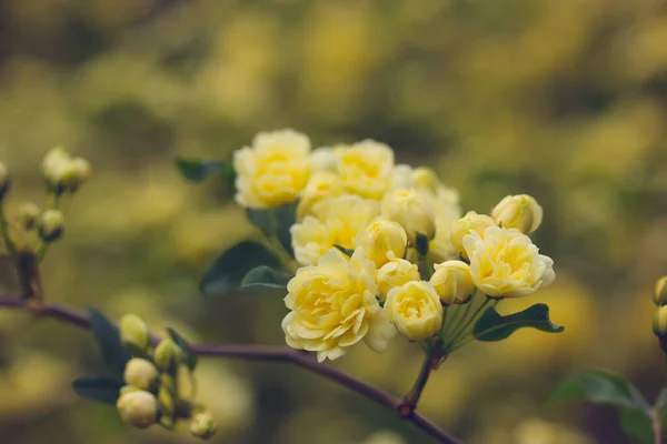 Жовті Мініатюрні Троянди Свіжі Запашні Бутони Квітковому Чагарнику Ботанічному Весняному — стокове фото