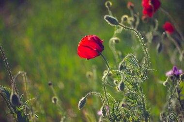 Sıcak ve güneşli bir günde yeşil bir bahar çayırında açan bir sürü taze kırmızı gelincik. Doğal ilkbahar manzarası. Rüzgarda açan yabani çiçekler. Güzel çiçek duvar kâğıdı. Bitkilerin makro fotoğrafı.. 
