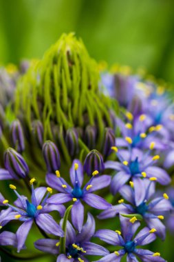 Portekiz Squill Güzel Peru zambağı (scilla peruviana) çiçeği bahar bahçesinde. Yeşil doğal bir arka planda çiçek açan mor sarı soğanlı bir bitki. Makro çiçekler. Dikey çiçek kartpostalı