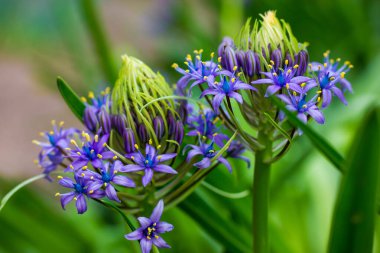 Portekiz Squill Güzel Peru zambağı (scilla peruviana) bahar bahçesinde yeşil doğal arka planda açan mor soğanlı çiçek. Makro çiçekler. Çiçekli kartpostal. Botanik Bahçeciliği