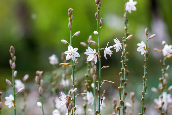 在春天的植物园里 金银花盛开 生长在一片野地里 优雅的植物在绿色的背景上开花 常见的无花果花头 热带自然壁纸 — 图库照片