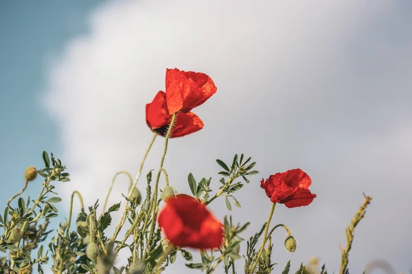 Багато Свіжих Червоних Маків Цвітуть Весняному Лузі Проти Блакитного Неба — стокове фото