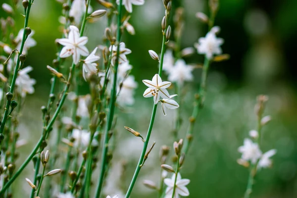 在春天的植物园里 金银花盛开 生长在一片野地里 优雅的植物在绿色的背景上开花 常见的无花果花头 热带自然壁纸 — 图库照片