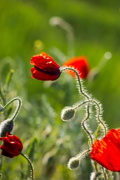 Lot Fresh Red Poppies Blooming Green Spring Meadow Warm Sunny — Stock Photo, Image