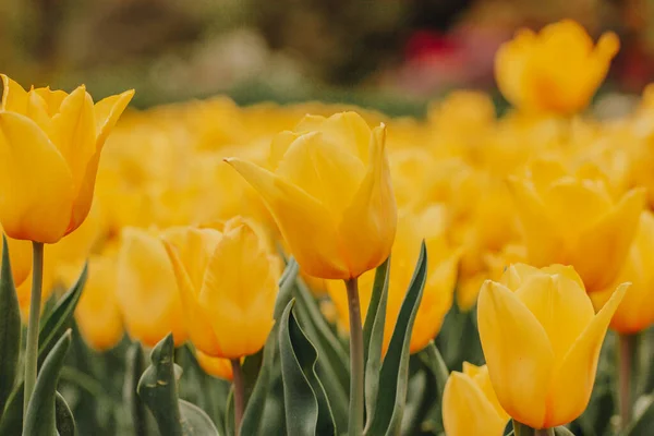 Banyak Tulip Kuning Terang Tumbuh Flowerbed Lapangan Kebun Kebun Pada — Stok Foto