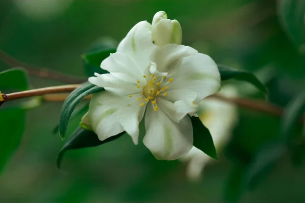 Beauty bloom white flower on green background. Blooming jasmine bushes with white blossoming fragrant flowers petals in a spring summer botanical garden. Beautiful blooming flowering bush