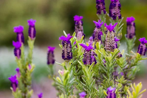 Groenblijvende Struik Lavandula Stoechas Spaanse Franse Lavendel Bloeiende Plant Volle — Stockfoto