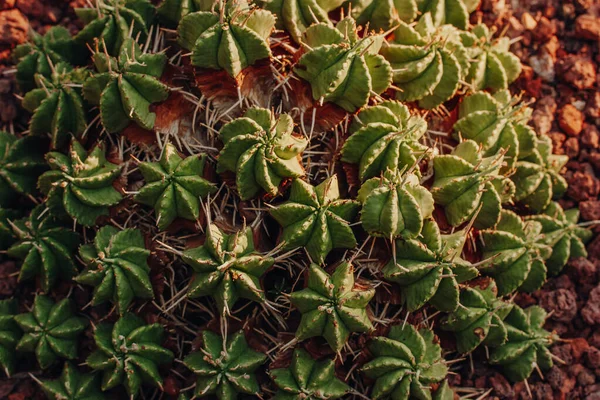 长角藻或长角藻簇生 一种多年生肉质植物 属软骨科的一种 非洲土生土长的非仙人掌肉质植物 — 图库照片
