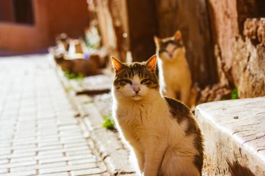 Funny white brown furry homeless cats are sitting on a city street in sunny day. Yard cat in an urban environment. Feline animals, abandoned missing felines outdoors. Moustached tomcat on a doorstep. clipart
