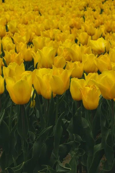Lots Bright Yellow Tulips Grow Flowerbed Field Garden Orchard Spring — Stock Photo, Image