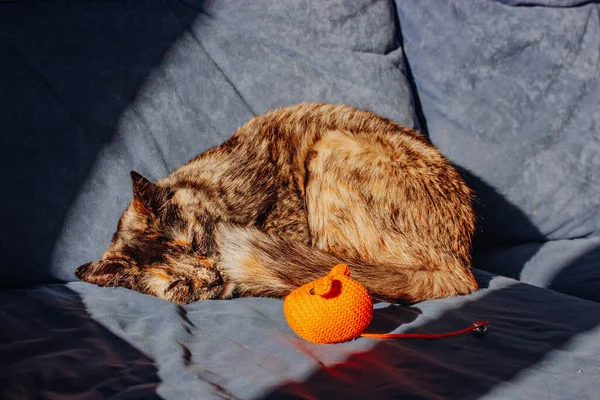 Gato Tartaruga Doméstica Está Deitado Sofá Azul Casa Olhando Para — Fotografia de Stock