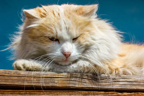 Πορτρέτο Ενός Πανέμορφου Μεγάλο Λευκό Κόκκινο Αφράτο Μακρυμάλλη Γάτα Μακριά — Φωτογραφία Αρχείου