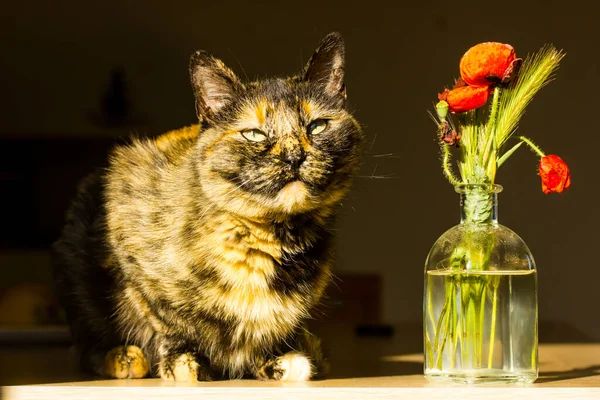 식탁에 꽃병에는 색깔의 아름다운 오렌지색 거북등 고양이와 양귀비가 고양이 가정을 — 스톡 사진