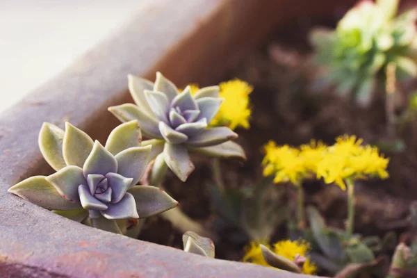 Fioritura Echeveria Fioritura Succulenta Con Fiori Gialli Fiore Che Crescono — Foto Stock