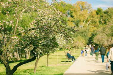 Güneşli bahar gününde bir şehir parkında doğada dinlenen insanlar bir piknikte çiçek açan meyve ağaçlarının arasında oturuyorlar. Meyve bahçesinde eğlence. Seçici odaklı bulanık fotoğraf.