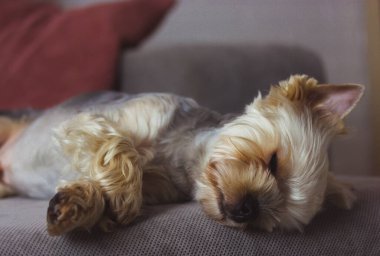 Küçük, şirin, saf bir Yorkshire Terrier köpeği gri bir kanepede, yatakta huzur içinde uyuyor. Kahverengi köpek yavrusu, köpekçik, rahat bir evde kucak köpeği. Köpek cinsi. Evcil hayvan evde uyukluyor..