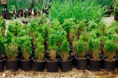 Saksı bitkileri. Dışarıda yeşil bitkilerle, çiçeklerle, mini ağaçlarla dolu bir sürü küçük siyah plastik saksı var. Büyümek, bahçe, sera, bahar günü çiftlikte satılık bitkiler yetiştirmek..