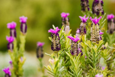 Ebedi yeşil çalılık Lavandula stoechas. İspanyol lavantası ya da lavanta tozu ya da Fransız lavantası yaz bahçesinde çiçek açan bitki. Pembe mor kızılötesi ışınlar açan bitkiler.