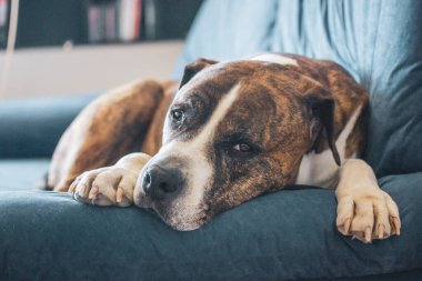 Mavi kanepede yatan Alman kahverengi beyaz boksör. Orta boy, kısa saçlı, akıllı köpek yetiştirilmiş bir servis köpeği. Kapalı alanda ciddi bir ağızlık takmış muhteşem bir köpek. İç Güvenlik. Evcil hayvan