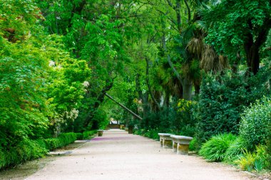Düz yol, yemyeşil ormanlara, taze yeşil bitkilere palmiye dallarına, çalılara tropikal bahçelere kadar uzanıyor. İspanya Madrid Kraliyet Botanik Bahçesi 'nde egzotik doğa.