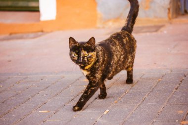 Üç renkli, yeşil gözlü, siyah ve kırmızı bir kedi sokakta yürüyor. Delen gözlü güzel bir kedinin portresi. Soylu bir evcil hayvan. Kaplumbağa kabuklu kediler. Dışarıda güzel bir hayvan var. Kedi hayvan yürüyüşü