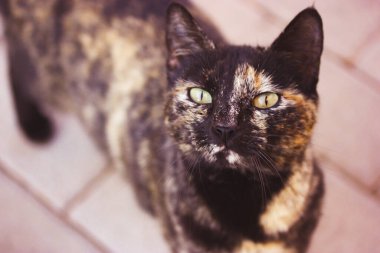 Üç renkli, yeşil gözlü, siyah ve kırmızı bir kedi sokakta yürüyor. Delen gözlü güzel bir kedinin portresi. Soylu bir evcil hayvan. Kaplumbağa kabuklu kediler. Dışarıda güzel bir hayvan var. Kedi hayvan yürüyüşü