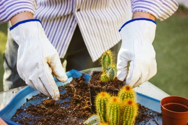 Beyazlı bahçıvan bahçedeki serada çalışıyor Pilosocereus pachycladus kaktüsünü yeniden ekiyor. Kaktüsler dikkat eder. Tarım, bahçecilik, çiçekçilik konsepti. Küçük ekolojik çiçek işi.