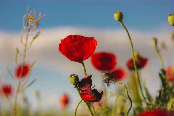 Lot Fresh Red Poppies Blooming Spring Meadow Blue Sky Natural — Stock Photo, Image