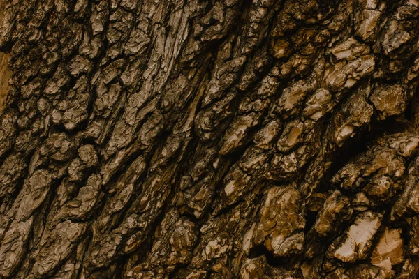 无缝化的老树皮背景质感的老松树 棕色的木头 森林里的树干 天然墙纸 树木详情 — 图库照片