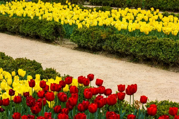 Droit Sentier Non Pavé Parmi Les Tulipes Jaunes Rouges Fleurs — Photo