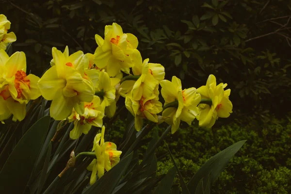 Narcissus Terryclature Желтые Цветки Ярко Красным Центром Яркие Свежие Нарциссы — стоковое фото