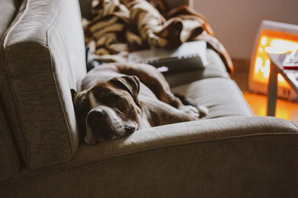 Ein Trauriger Einsamer Braun Weißer Großer Boxerhund Liegt Gelangweilt Auf — Stockfoto