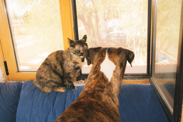 Turtle cat and German Boxer big dog sitting on a couch sofa and looking out a window with interest waiting for their owner. Pets at home. Adopted animals indoors. Angry cat looks at a canine animal