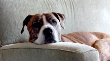 Alman kahverengi beyaz boksör, yakın plan portre. Kısa saçlı bir servis köpeği cinsi. Büyük, muhteşem köpek evcil köpek. Ağızlığı üzgün, kahverengi gözleri kapalı yerde dinleniyor. Evcil bir hayvan bakıyor.