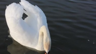 Mavi gölde yüzen zarif beyaz bir kuğunun portresi. Güzel beyaz bir kuş, Latince adı Cygnus olor, nehirden, gölden, göletten su içen. Bir ördek ailesi. Beyaz kanatlar, muhteşem tüyler. 