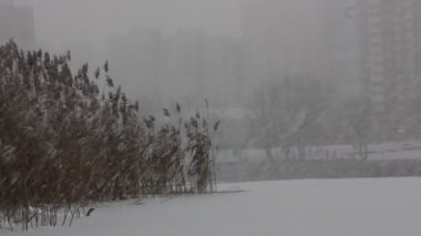 Kuru sazlıklar rüzgarda sallanıyor. Gölün kıyısında karla kaplı kahverengi otlar, gölet. Pofuduk cilt bakımı paniği. Açık havada yetişen doğal bitkiler. Soğuk kış havası şehirde serin