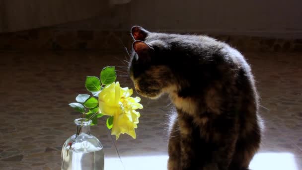 Jedna Roztomilá Kočka Čichá Kytce Uvnitř Krásná Tříbarevná Želvovinová Kočka — Stock video