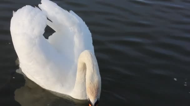 Портрет Изящного Белого Лебедя Плавающего Синем Озере Прекрасная Белая Птица — стоковое видео