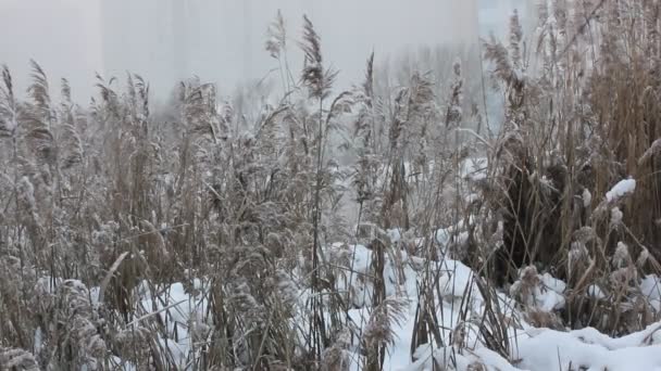 Suché Rákosí Houpe Větru Hnědá Pampasová Tráva Pokrytá Sněhem Břehu — Stock video