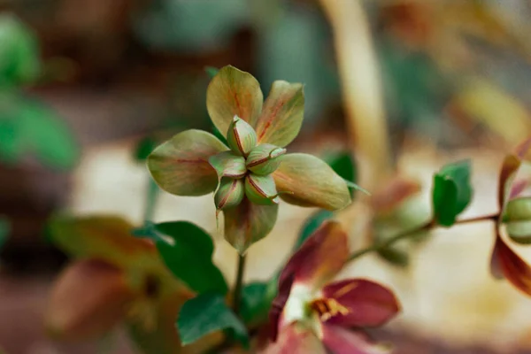 Helleborus Purpurascens Piękne Wiosenne Kwiaty Rodziny Jaskier Ranunculus Rośnie Łóżku — Zdjęcie stockowe