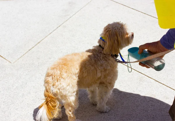 A human offers a little dog water from glass bottle drinker in hot summer day Quenching thirst of beloved pet, care concern for four-legged friend Domestic animal in an urban environment Canine breed.