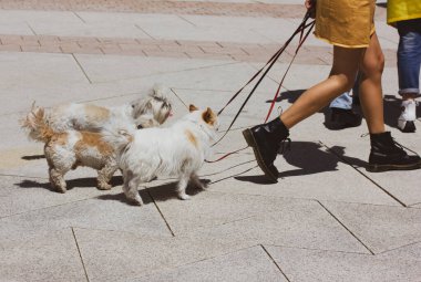 Madrid İspanya Mayıs 12022 Bir şehir ortamında köpek gezdirme. Bir kadın üç küçük köpeğe liderlik ediyor. Sokakta köpek gezdirici. Güneşli bir günde şehrin ortasındaki evcil hayvanlar. Köpek hayvanlar, evcil hayvanlar.