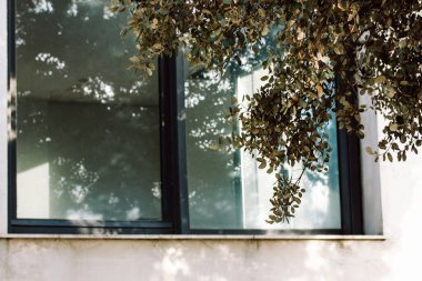 Green deciduous tree against the backdrop of a modern white house with a large window. Concept of home, nature, eco-friendliness. Patio villa cottage details. Home garden