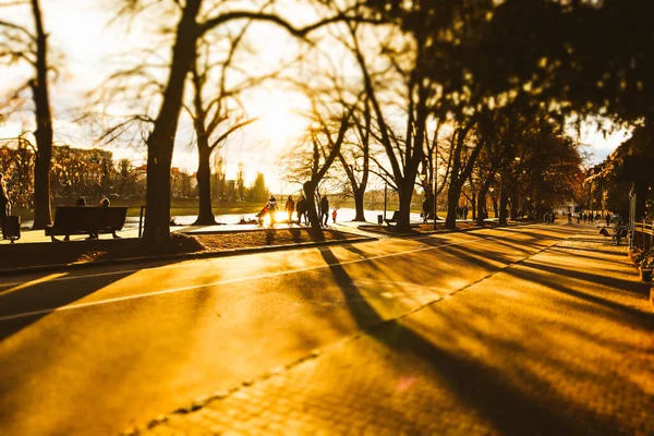 stock image A city street in an autumn park flooded with sunlight at sunset of a day. A walk in a square in an urban environment. Sunny warm weather in September, October. Long shadows of the bare trees.