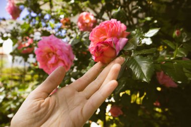 Gül bahçesinde çiçek açan çalılarla ilgilenen kadın bahçıvan, bilardo salonu. Kadının eli, ilkbaharda pembe gül goncalarını koparmak için uzanır, yaz güneşli günlerinde. İnsanın doğayla bütünlüğü. Çiçek yapraklarına dokun.